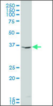 ANTI-INDO antibody produced in mouse clone 4F9, purified immunoglobulin, buffered aqueous solution