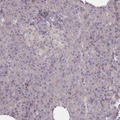 Anti-ADCYAP1R1 antibody produced in rabbit Prestige Antibodies&#174; Powered by Atlas Antibodies, affinity isolated antibody, buffered aqueous glycerol solution