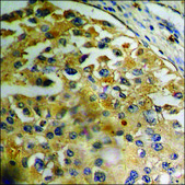 Anti-phospho-Akt (pTyr474) antibody produced in rabbit affinity isolated antibody