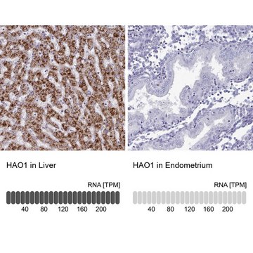 Anti-HAO1 antibody produced in rabbit Prestige Antibodies&#174; Powered by Atlas Antibodies, affinity isolated antibody, buffered aqueous glycerol solution