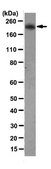 Anti-SMARCA4 Antibody, clone 20C3.2 clone 20C3.2, from mouse