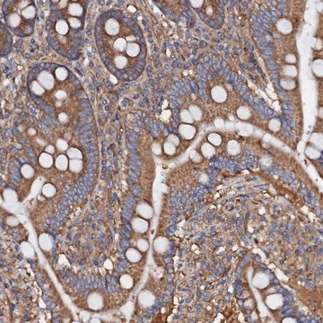 Anti-MRPL48 antibody produced in rabbit Prestige Antibodies&#174; Powered by Atlas Antibodies, affinity isolated antibody, buffered aqueous glycerol solution