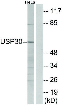 Anti-USP30 antibody produced in rabbit affinity isolated antibody