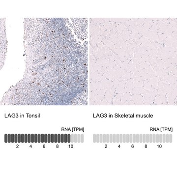Monoclonal Anti-Lag3 Antibody Produced In Mouse Prestige Antibodies&#174; Powered by Atlas Antibodies, clone CL14773, affinity isolated antibody, buffered aqueous glycerol solution
