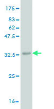 Monoclonal Anti-ADCK4 antibody produced in mouse clone 1D9, purified immunoglobulin, buffered aqueous solution