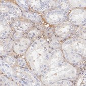 Anti-BGN antibody produced in rabbit Prestige Antibodies&#174; Powered by Atlas Antibodies, affinity isolated antibody, buffered aqueous glycerol solution