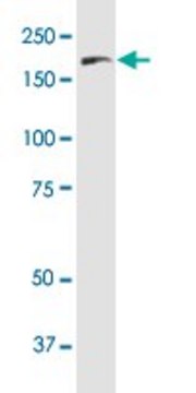 Monoclonal Anti-FLT4 antibody produced in mouse clone 5B5, purified immunoglobulin, buffered aqueous solution