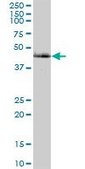 Anti-CAMK2G antibody produced in mouse IgG fraction of antiserum, buffered aqueous solution