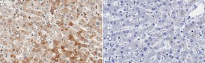 Anti-GCLM Antibody, clone 1D19 ZooMAb&#174; Rabbit Monoclonal recombinant, expressed in HEK 293 cells