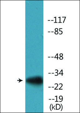 Anti-phospho-S6 Ribosomal Protein (pSer235/236) antibody produced in rabbit affinity isolated antibody