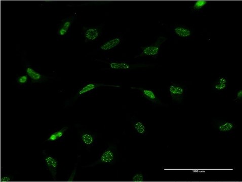 Monoclonal Anti-WT1 antibody produced in mouse clone 1A12, purified immunoglobulin, buffered aqueous solution