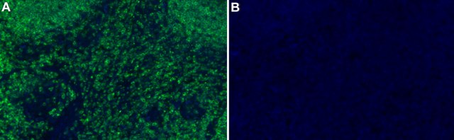 Anti-SHP-1/PTPN6 Antibody, clone 1D20 ZooMAb&#174; Rabbit Monoclonal recombinant, expressed in HEK 293 cells