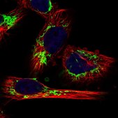 Anti-MRPL12 antibody produced in rabbit Prestige Antibodies&#174; Powered by Atlas Antibodies, affinity isolated antibody, buffered aqueous glycerol solution, Ab1