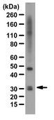 Anti-Aquaporin 4 Antibody Chemicon&#174;, from rabbit