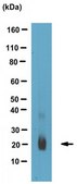 Anti-Interferon Lambda 4, clone 4G1 Antibody clone 4G1, 1&#160;mg/mL, from mouse