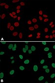 Anti-Lamin A (C-terminal) antibody produced in rabbit ~1&#160;mg/mL, affinity isolated antibody, buffered aqueous solution