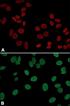 Anti-Lamin A, mature antibody, Mouse monoclonal clone 4A4, purified from hybridoma cell culture