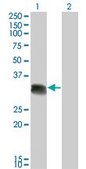 Monoclonal Anti-SCML1 antibody produced in mouse clone 4G3, purified immunoglobulin, buffered aqueous solution