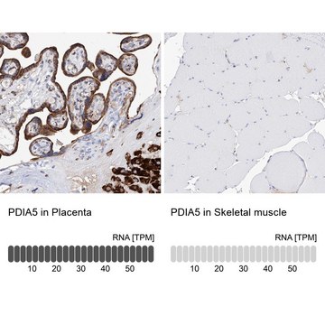 Anti-PDIA5 antibody produced in rabbit Prestige Antibodies&#174; Powered by Atlas Antibodies, affinity isolated antibody, buffered aqueous glycerol solution, ab1