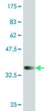 ANTI-SMAD4 antibody produced in mouse clone 2E7, purified immunoglobulin, buffered aqueous solution