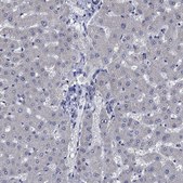 Anti-OBSCN antibody produced in rabbit Prestige Antibodies&#174; Powered by Atlas Antibodies, affinity isolated antibody, buffered aqueous glycerol solution