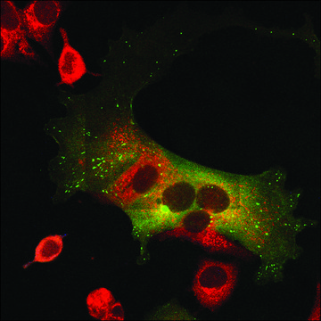 Anti-Golgi FTCD antibody, clone 58k-9, Mouse monoclonal ascites fluid