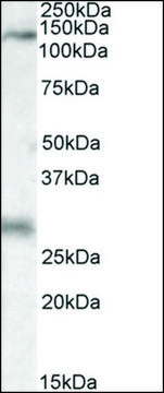 Anti-MAP3K6 (C-terminal) antibody produced in goat affinity isolated antibody, buffered aqueous solution