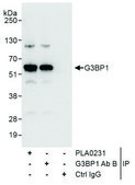 Rabbit anti-G3BP1 Antibody, Affinity Purified Powered by Bethyl Laboratories, Inc.