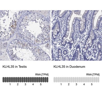 Anti-KLHL35 antibody produced in rabbit Prestige Antibodies&#174; Powered by Atlas Antibodies, affinity isolated antibody, buffered aqueous glycerol solution
