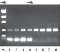 JumpStart&#8482; REDTaq&#174; DNA Polymerase Hot-start Taq enzyme with inert dye, 10X buffer included