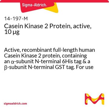 Casein Kinase 2 Protein, active, 10 &#181;g Active, recombinant full-length human Casein Kinase 2 protein, containing an &#945;-subunit N-terminal 6His tag &amp; a &#946;-subunit N-terminal GST tag. For use in Kinase Assays.