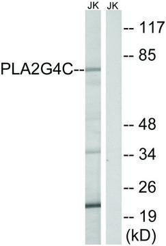 Anti-PLA2G4C antibody produced in rabbit affinity isolated antibody