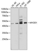 Anti-MYOD1 antibody produced in rabbit