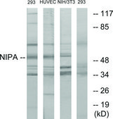 Anti-NIPA antibody produced in rabbit affinity isolated antibody