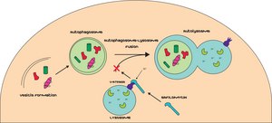 Bafilomycin A1 from Streptomyces griseus &#8805;90% (HPLC)