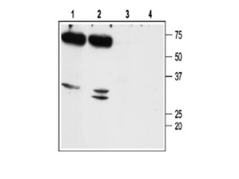 Anti-Aquaporin 7 Antibody Chemicon&#174;, from rabbit