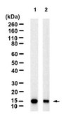 Anti-SCA-1/LY6A-E Antibody, clone 1J4-H2 ZooMAb&#174; Rabbit Monoclonal recombinant, expressed in HEK 293 cells