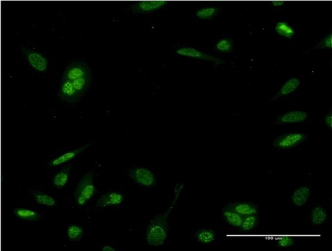Monoclonal Anti-NEUROD6 antibody produced in mouse clone 3B3, purified immunoglobulin, buffered aqueous solution