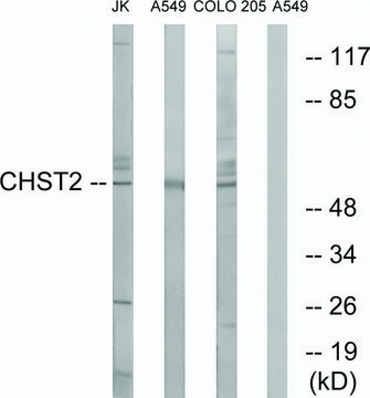 Anti-CHST2 antibody produced in rabbit affinity isolated antibody