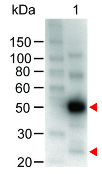 Anti-Human IgG (H+L)-Peroxidase antibody produced in chicken affinity isolated antibody, lyophilized powder