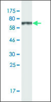 Monoclonal Anti-SAMSN1 antibody produced in mouse clone 1B8, ascites fluid