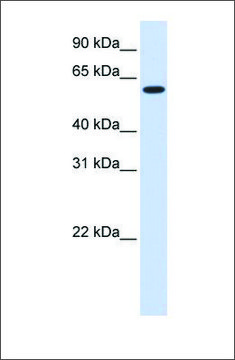 Anti-UGT8 antibody produced in rabbit affinity isolated antibody