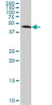 Anti-MAP2K3 antibody produced in mouse purified immunoglobulin, buffered aqueous solution