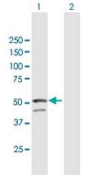 Anti-GNAL antibody produced in mouse purified immunoglobulin, buffered aqueous solution