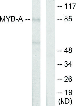 Anti-MYB-A antibody produced in rabbit affinity isolated antibody