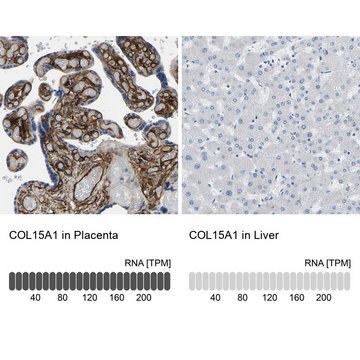 Anti-COL15A1 antibody produced in rabbit Prestige Antibodies&#174; Powered by Atlas Antibodies, affinity isolated antibody, buffered aqueous glycerol solution