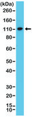 Anti-MSH2 antibody, Rabbit monoclonal recombinant, expressed in HEK 293 cells, clone RM375, purified immunoglobulin