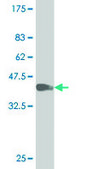 Monoclonal Anti-SGK2 antibody produced in mouse clone 1G11, purified immunoglobulin, buffered aqueous solution