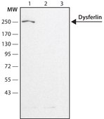 Anti-Dysferlin (N-terminal region) antibody produced in rabbit ~1.5&#160;mg/mL, affinity isolated antibody