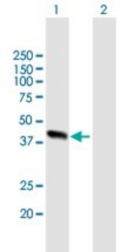 Anti-ALDOB antibody produced in mouse purified immunoglobulin, buffered aqueous solution